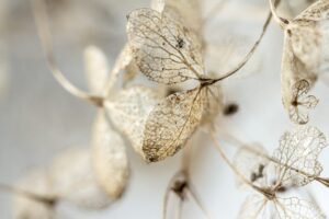 leaves, dry, hydrangea, withered, garden, dead, nature, hd wallpaper, fall, winter, ornamental plant, close up, macro, grief, funeral, died, to die, wilted, faded, background image, desktop wallpaper